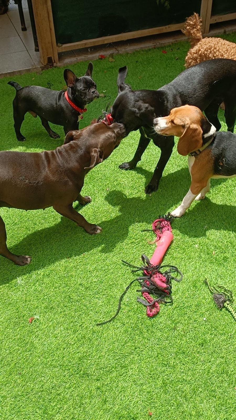 Guardería Canina ALL4Dogs