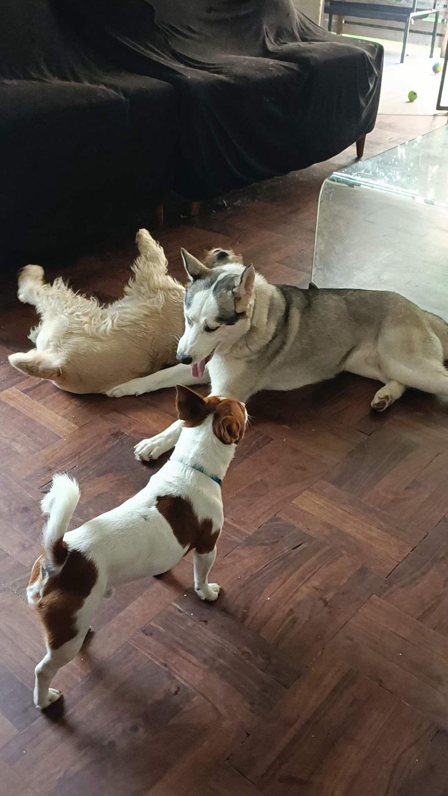 Perros en Hotel ALL4Dogs