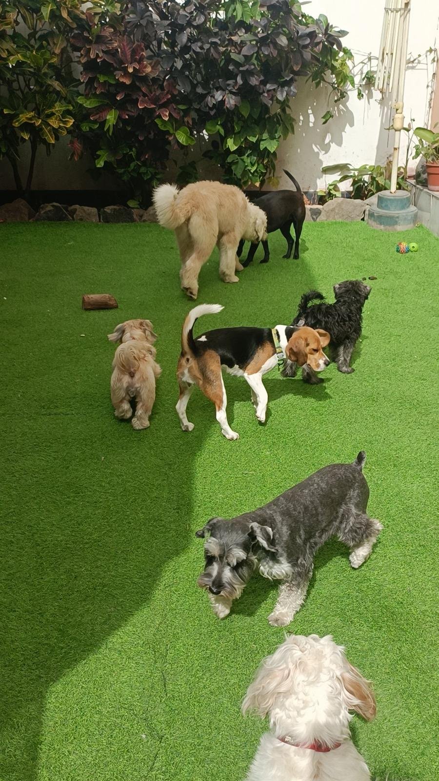 Huéspedes Hotel Canino ALL4Dogs