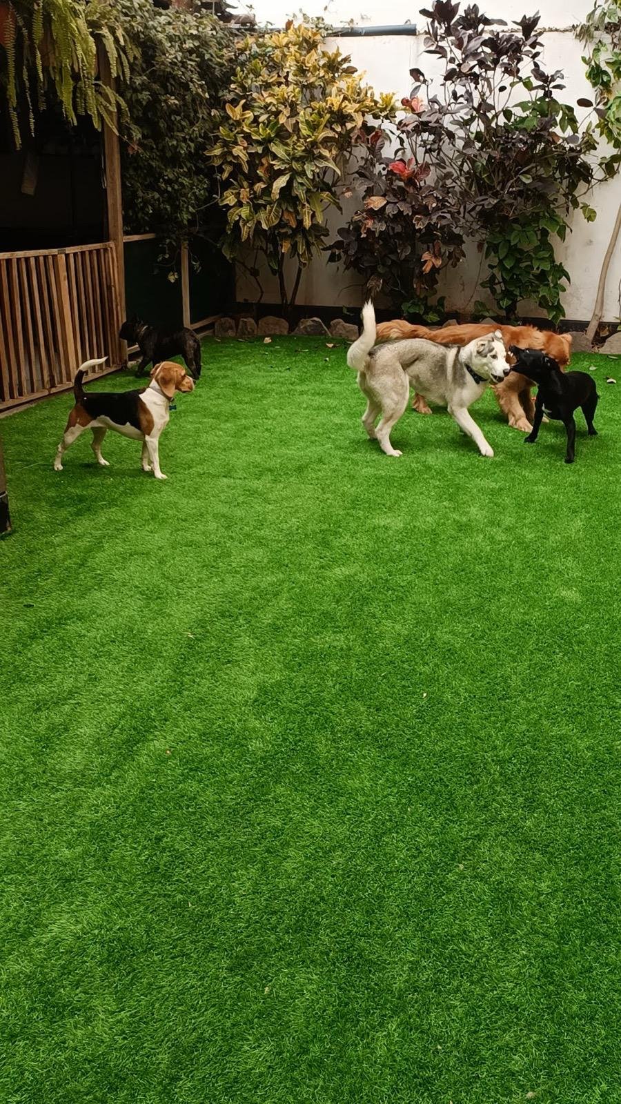 Cuidado de perros ALL4Dogs
