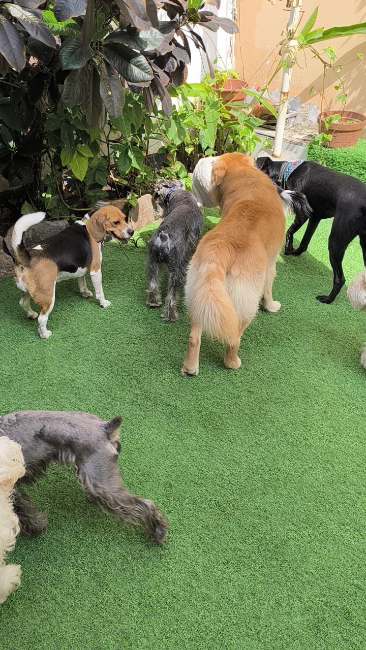 Hotel para perros ALL4Dogs