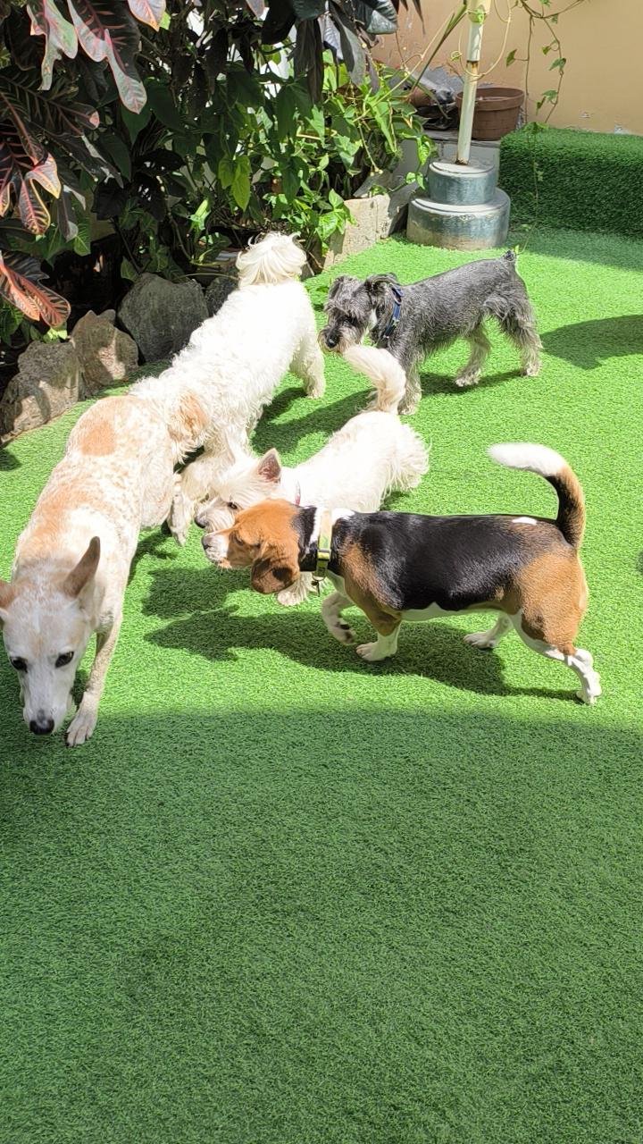 Jardines Hotel ALL4Dogs
