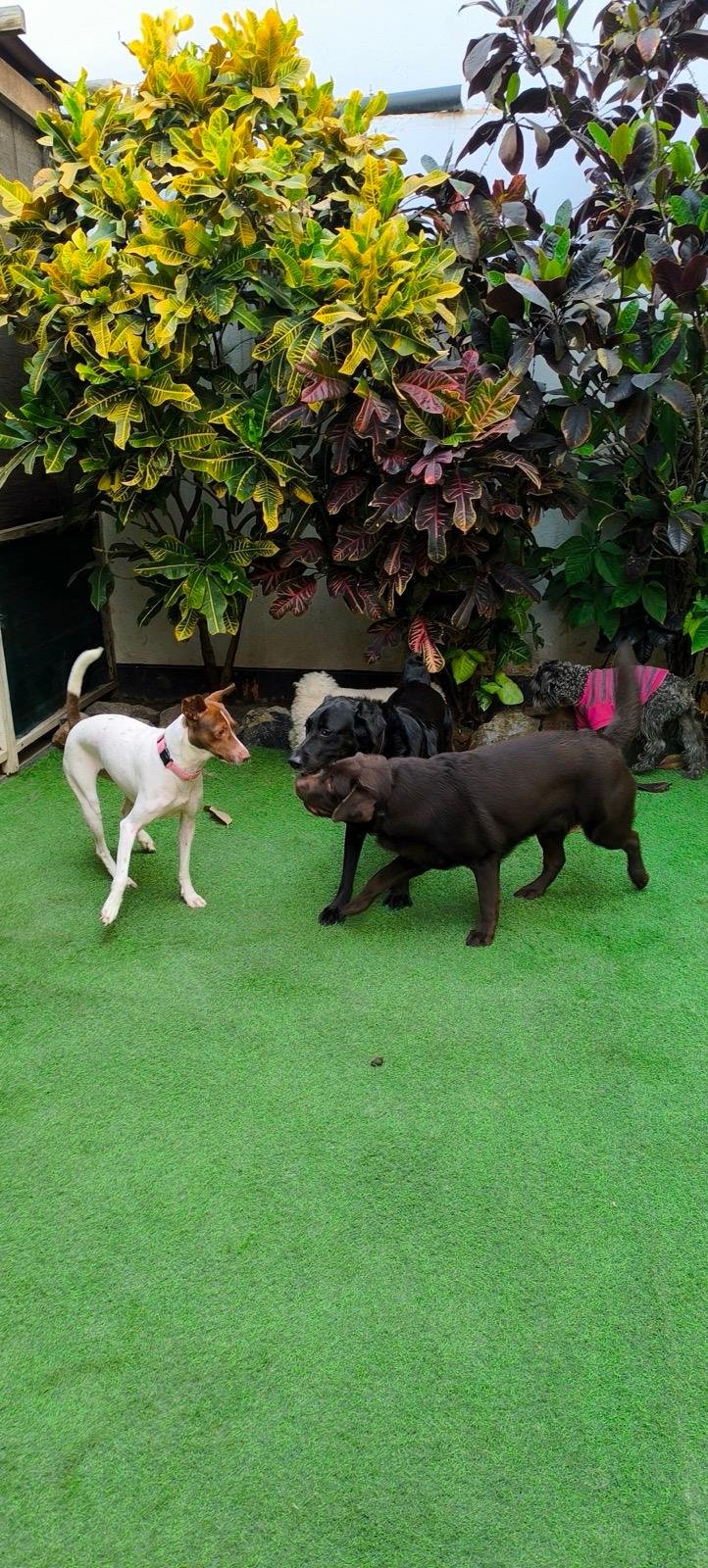 ALL4Dogs Hotel y Guardería