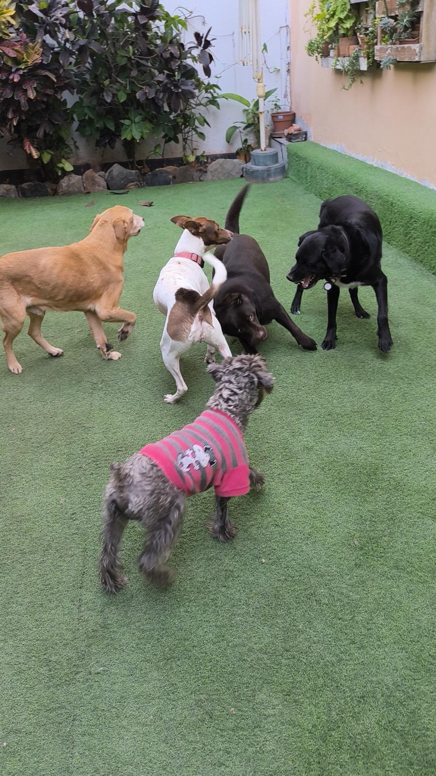 Espacios Hotel Canino ALL4Dogs