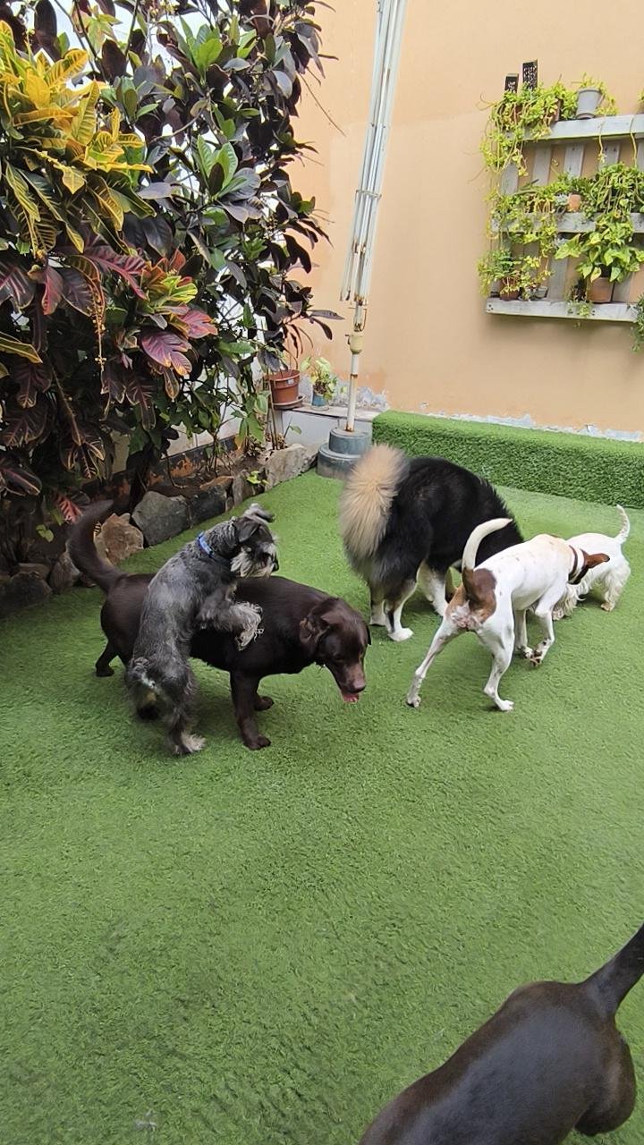 Instalaciones Hotel Canino ALL4Dogs