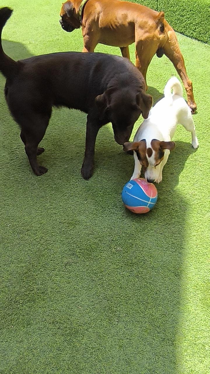 Hotel ALL4Dogs Surco