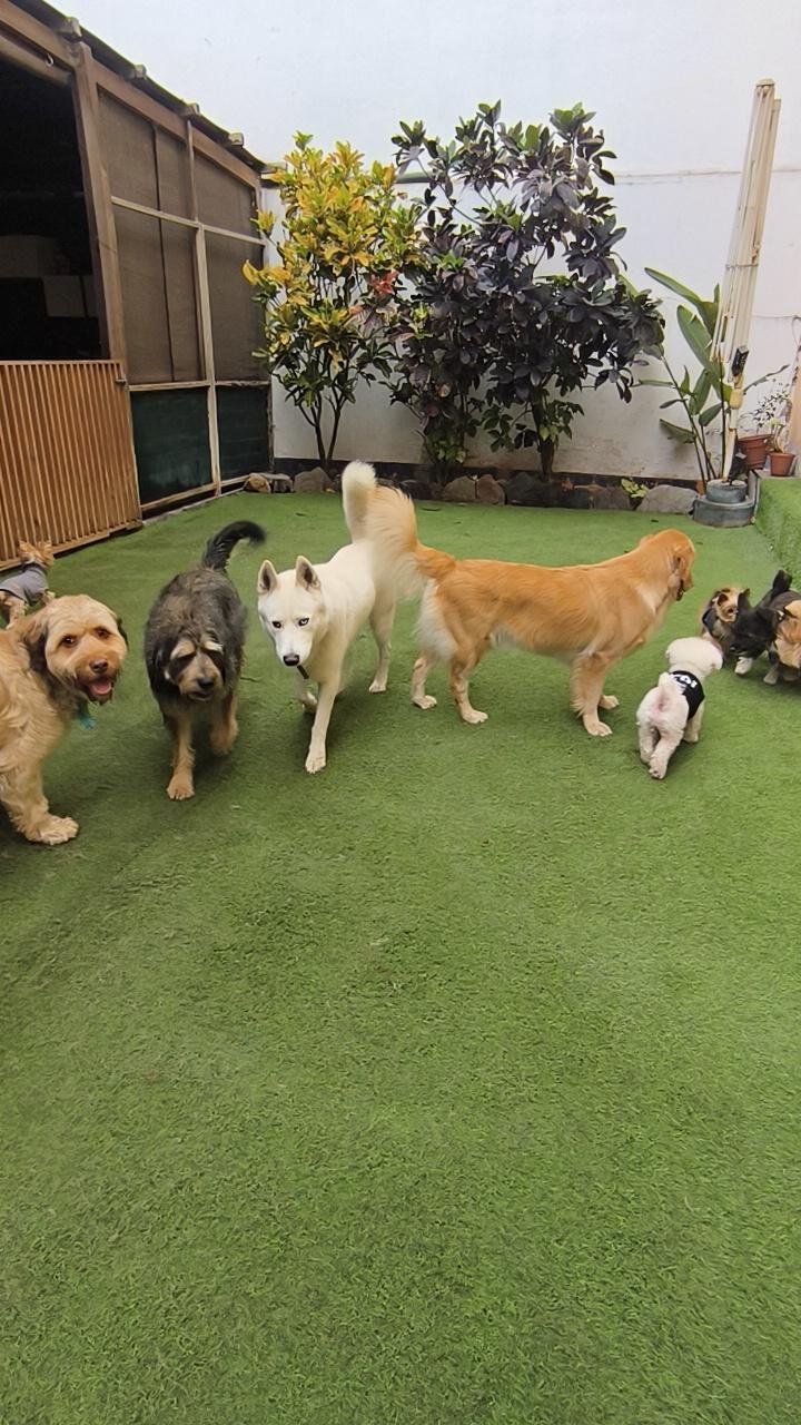 Hotel Canino ALL4Dogs