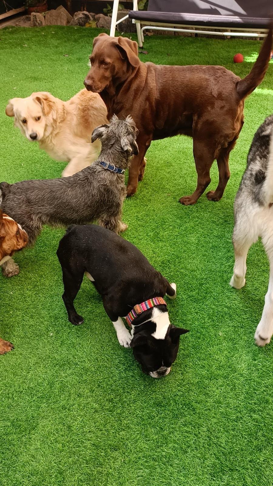 Perros jugando en ALL4Dogs