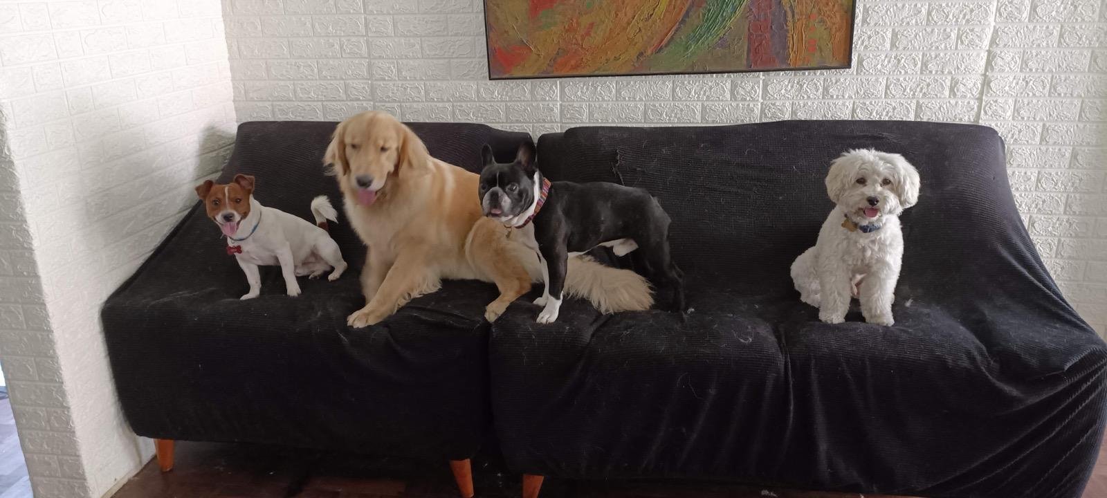 Socialización de perros ALL4Dogs